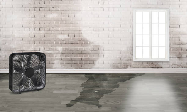 Best Commercial water damage restoration  in Clifton, CO